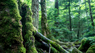 長野県佐久穂町にある白駒の池と苔の森の動画制作レポート！癒される自然美